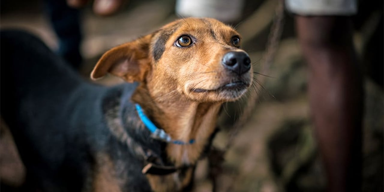 A brown and black dog with long ears and a blue collar