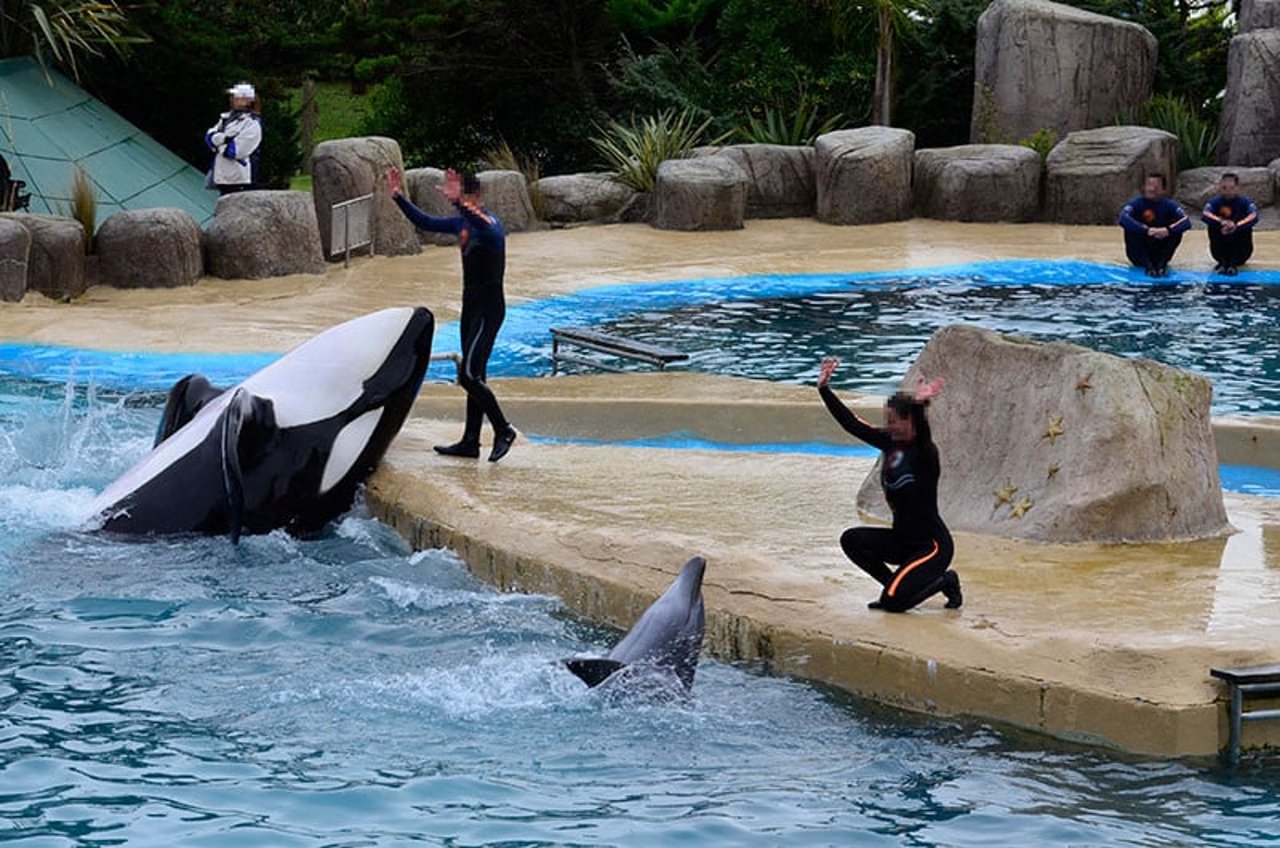 Captive orca and bottlenose dolphin performing in a show