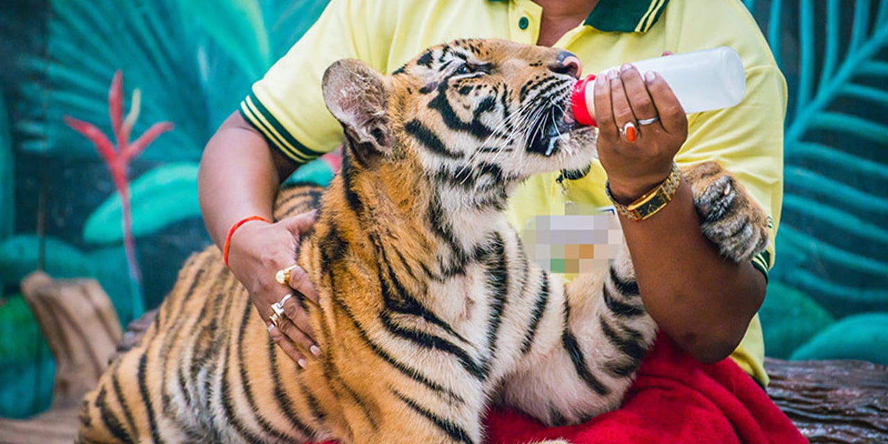 A tiget cub being bottle-fed by a tourist