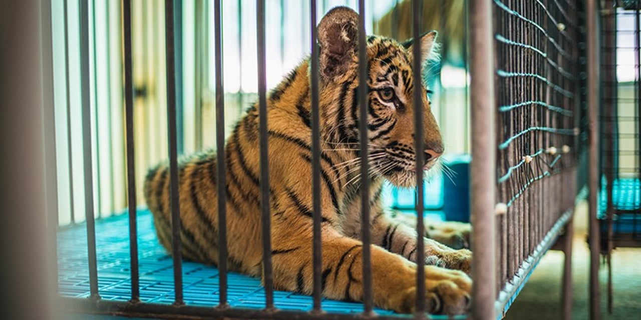 A tiger cub in a cage