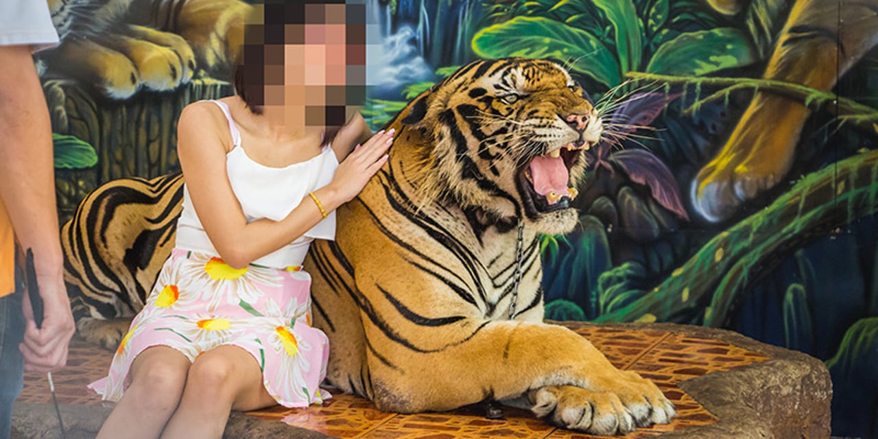 A tourist poses for a photo with a chained tiger