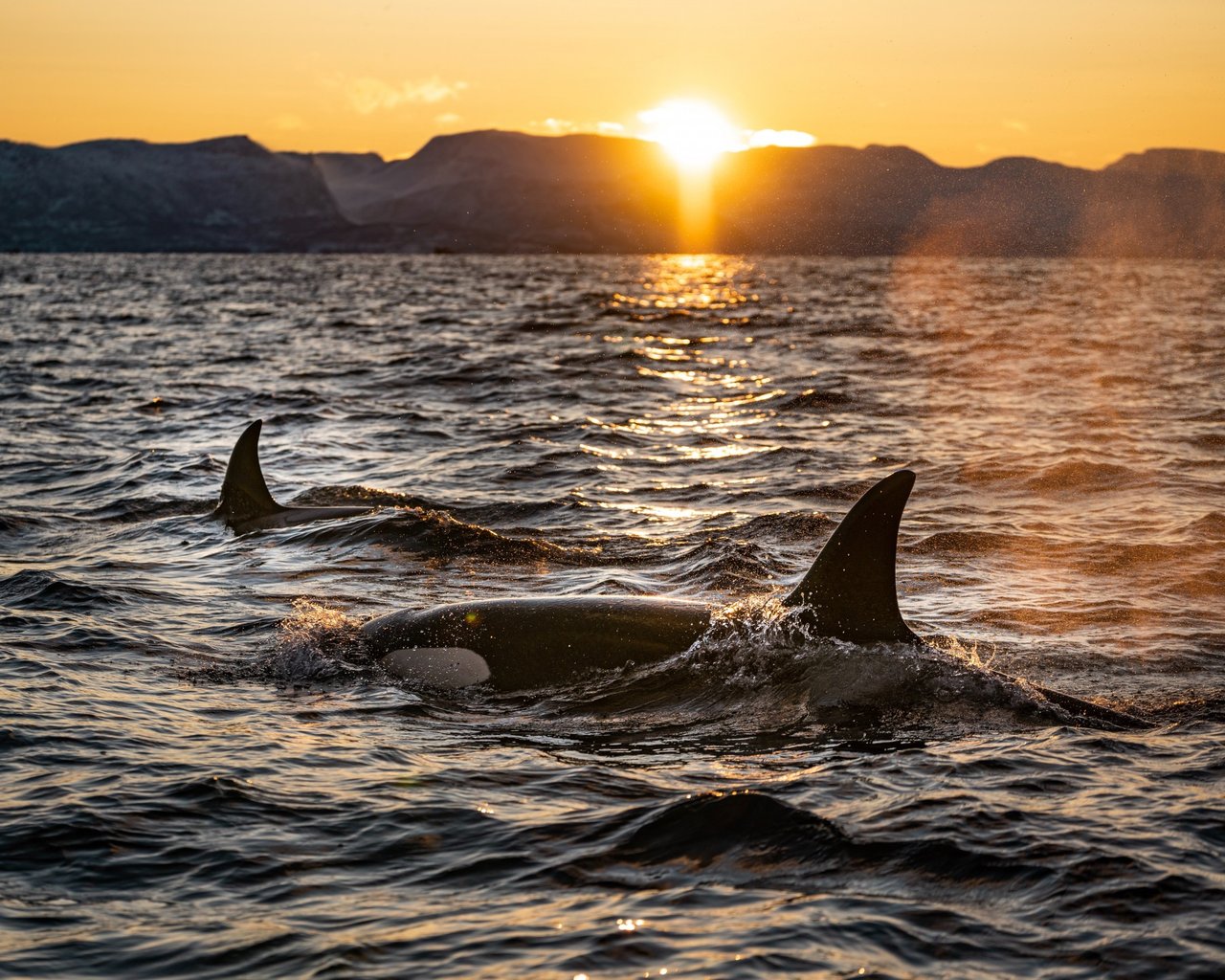 Wild Orcas surface at sunset. Credit: Bart Van Meele