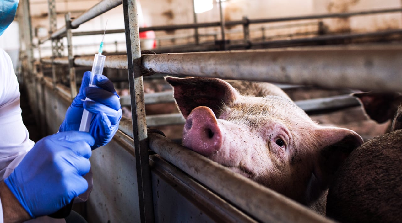 A pig in a confined enclosure about to be given an injection