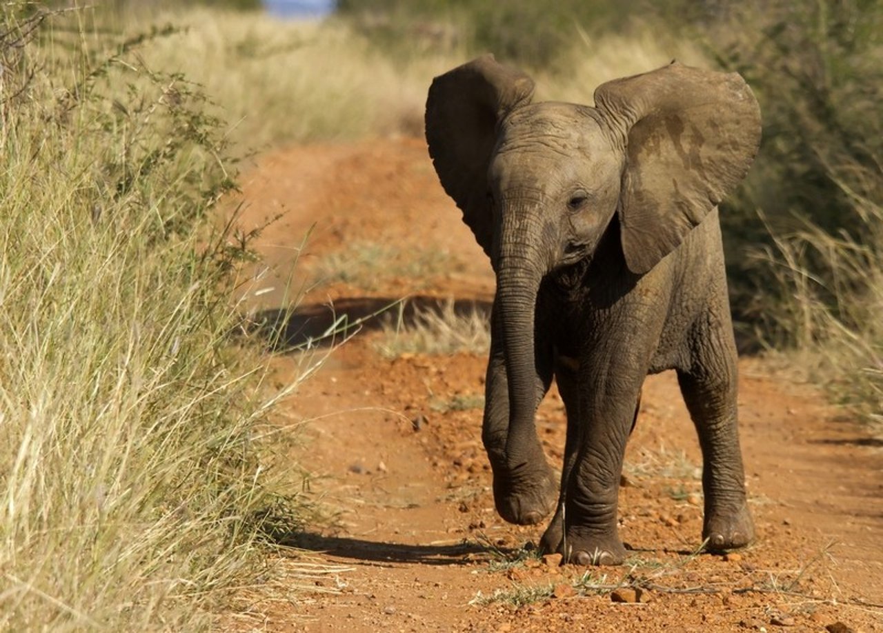 an_african_elephant_calf_in_a_national_park_low_res