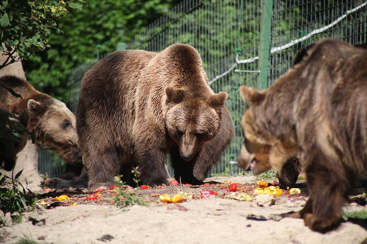 bears-feeding-credit-world-animal-protection-low-res-1012478_0
