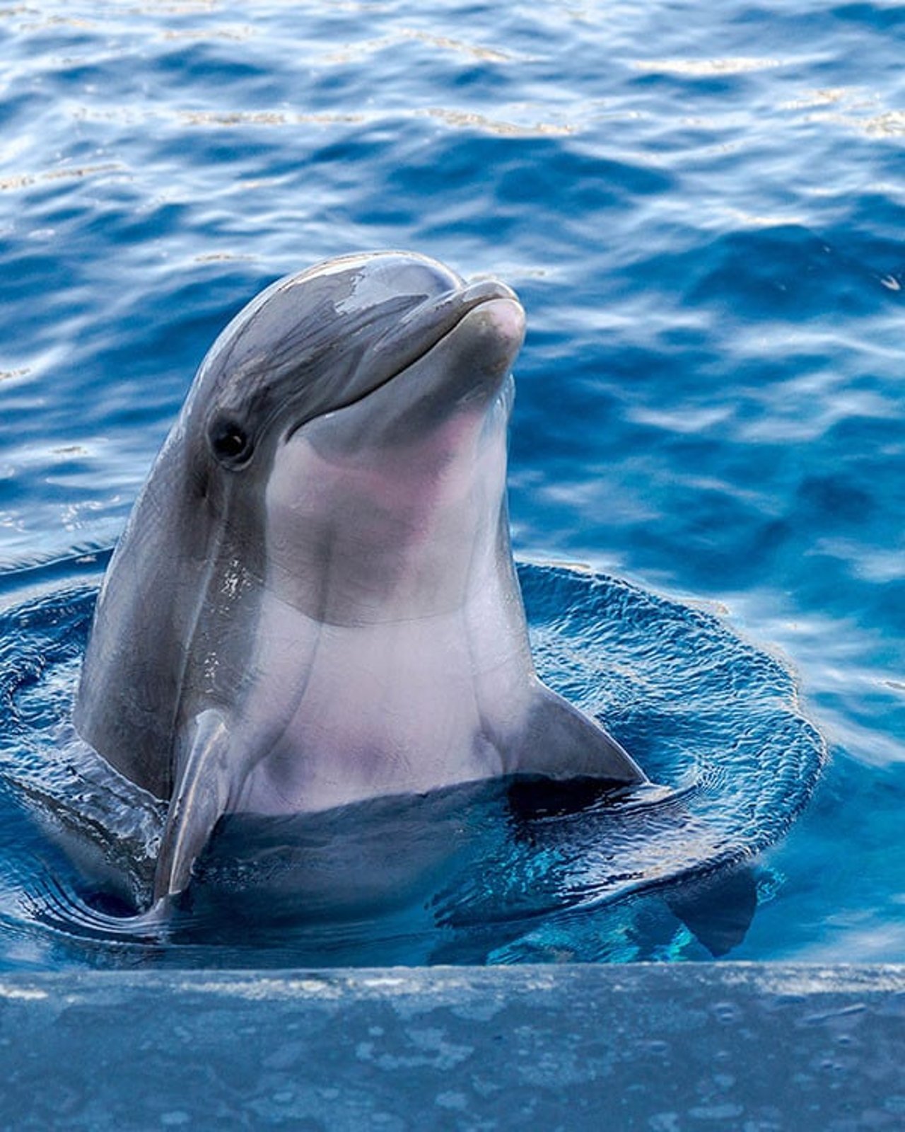 Closeup of a dolphin at the water