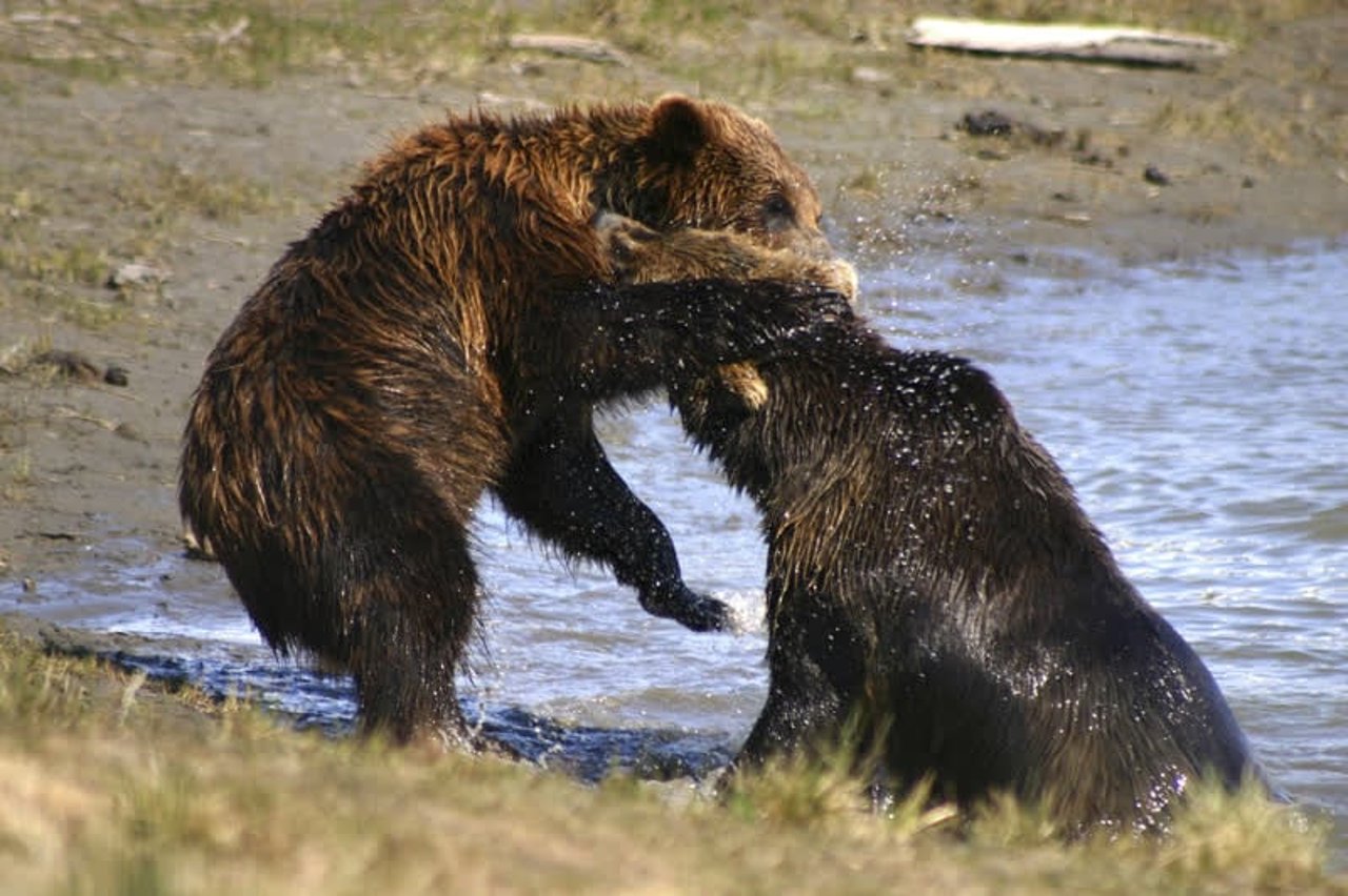 grizzly_bears_1008088