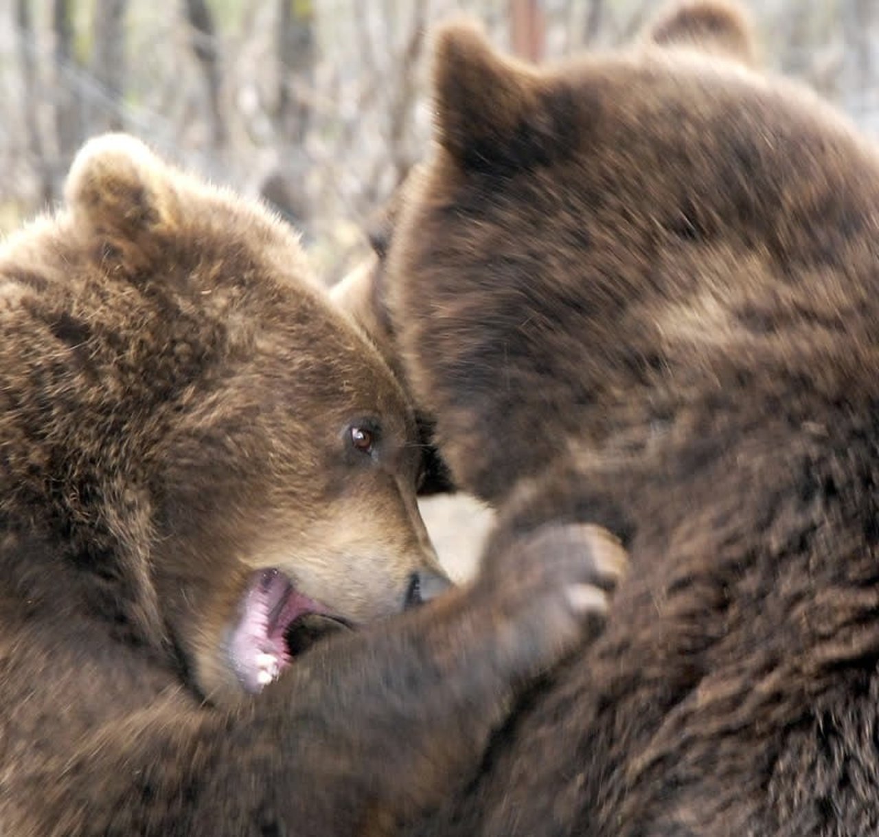 grizzly_bears_credit_world_animal_protection_sarah_pickering_low_res_1008194