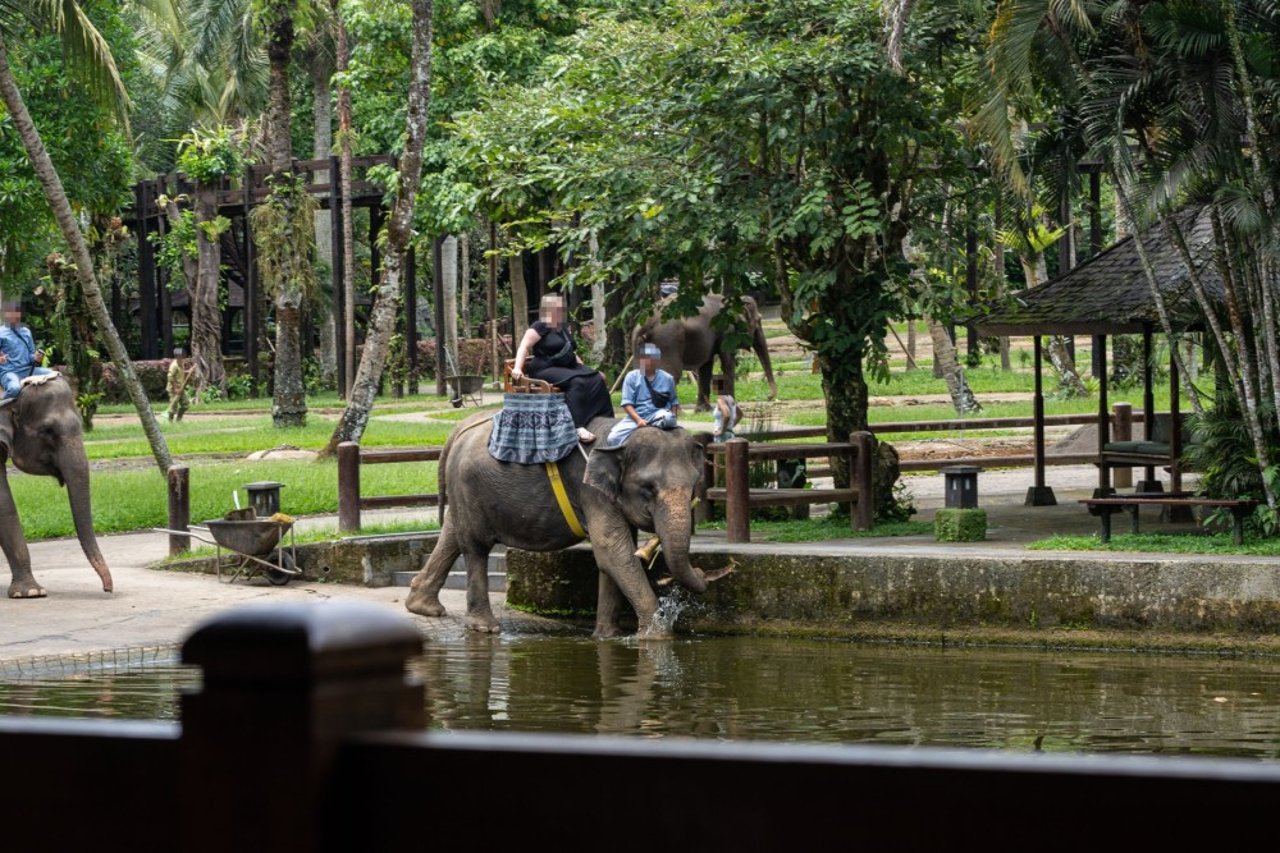 A visitor is riding an elephant for entertainment purposes