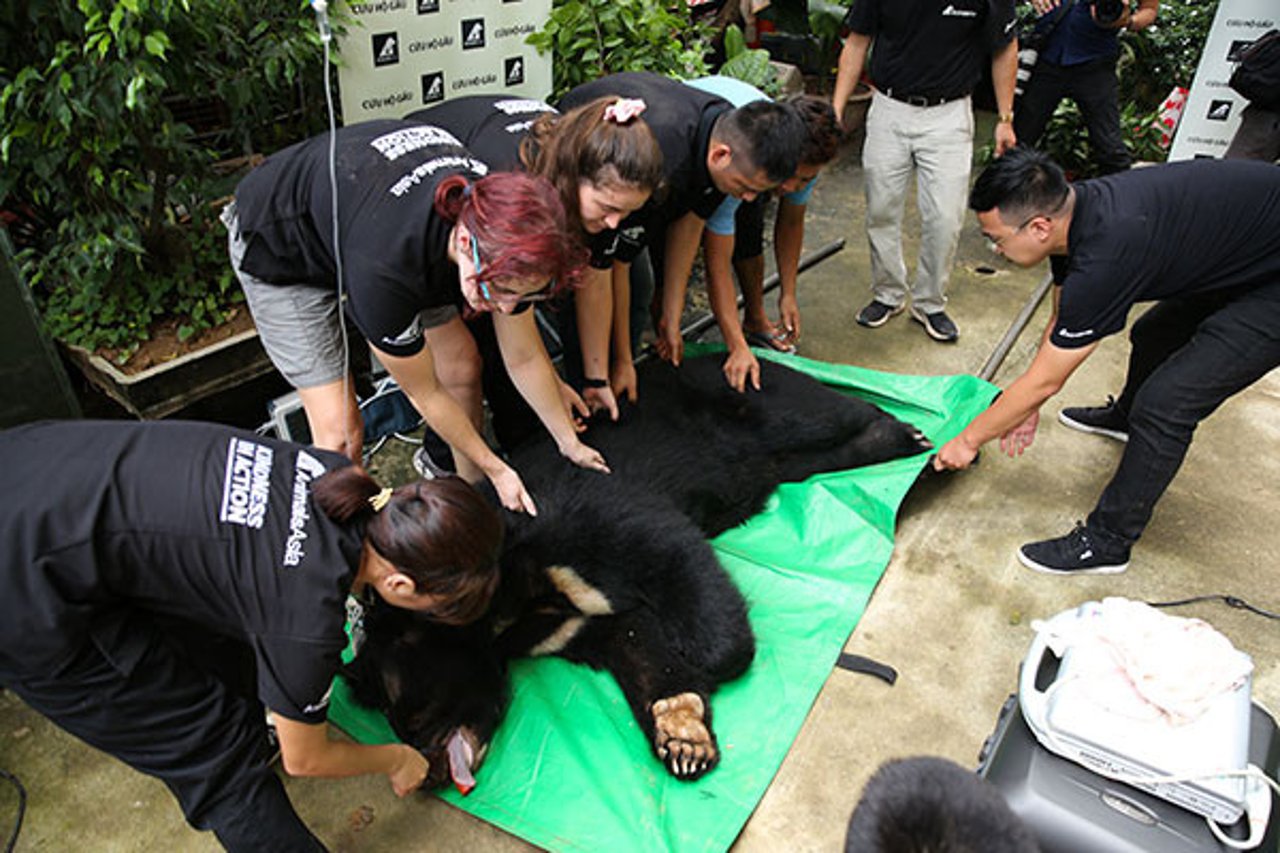A bear being rescued from a bear bile farm in Vietnam