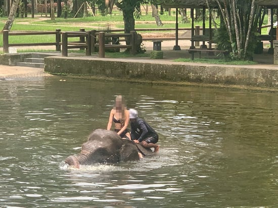 A visitor is riding on an elephant wading through water.