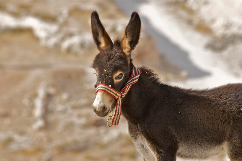 A donkey foal with a colourful noseband