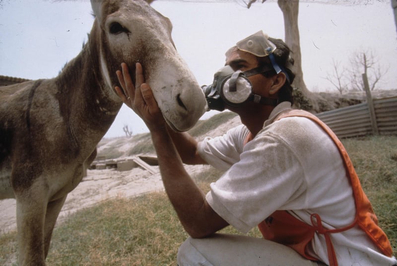 A vet in a facemask checks a donkey following a disaster