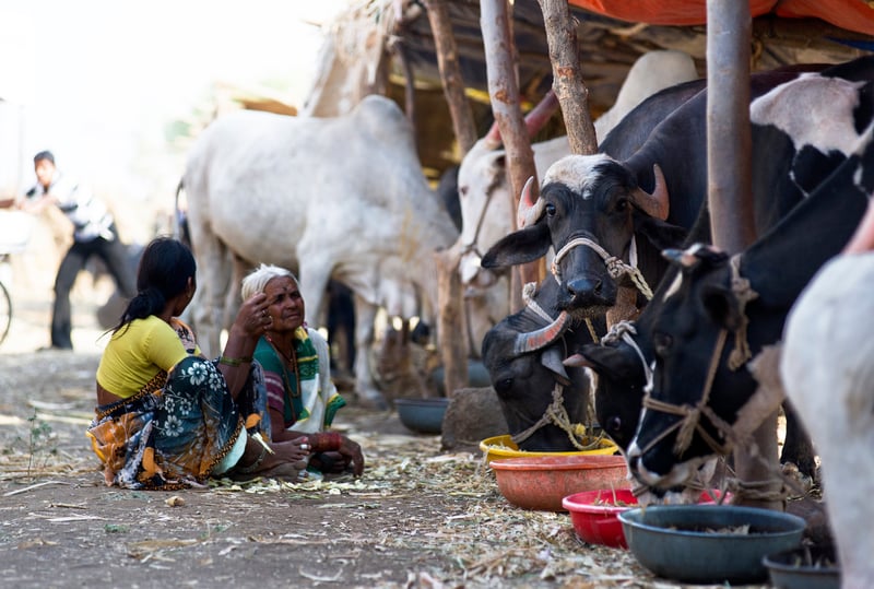 Women watching over their cows at a cattle camps in Beed district, Maharashtra, India (Simon de Trey-White)