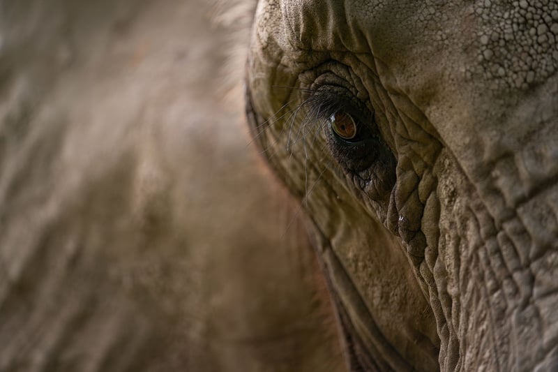 A closeup of an elephant's eye.