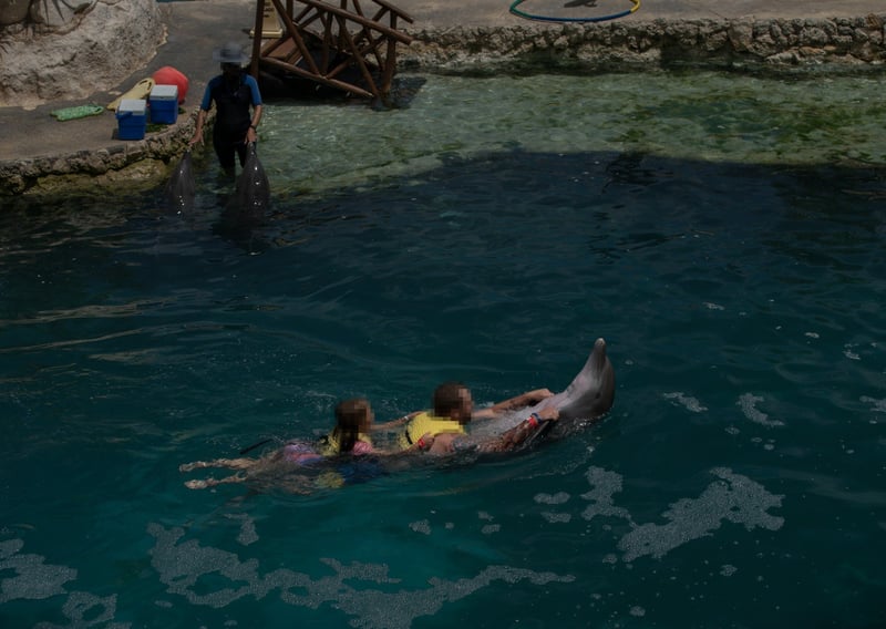 A captive dolphin swimming with two people in an entertainment venue
