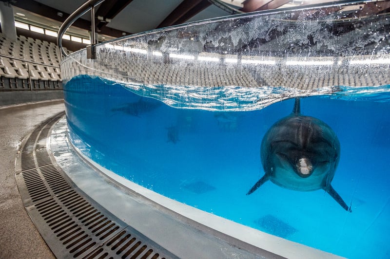 A captive dolphin sits in a shallow stadium tank, looking intently at the photographer.
