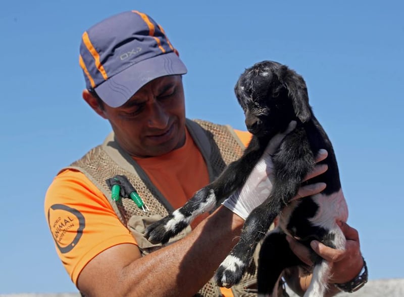 World Animal Protection's Dr Vasquez holds \"Sergina\" a newborn goat.