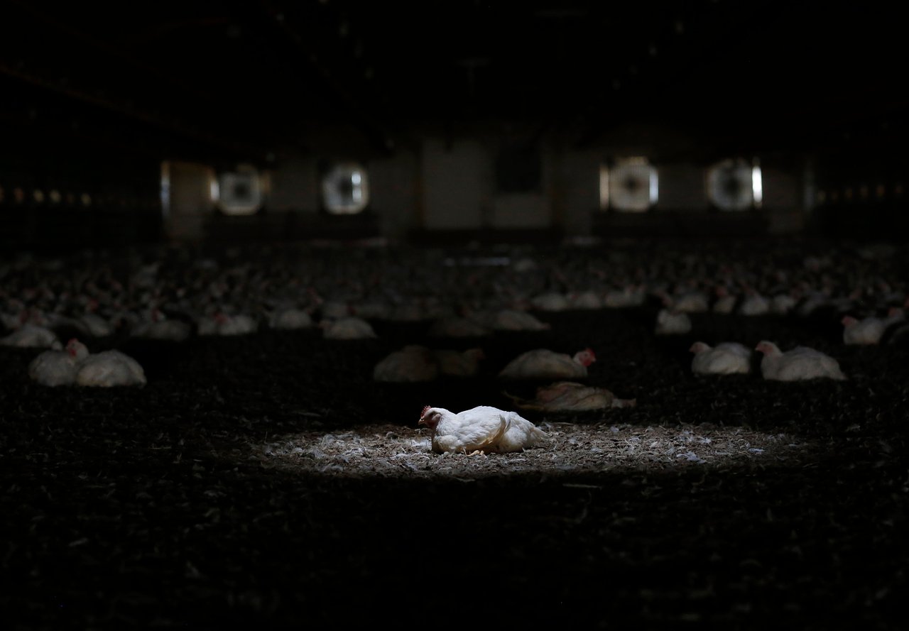 A lone chicken in the middle of a factory barn, which is dark and unwelcoming
