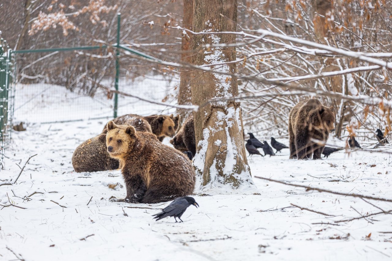 A group of bears sitting together in the snow