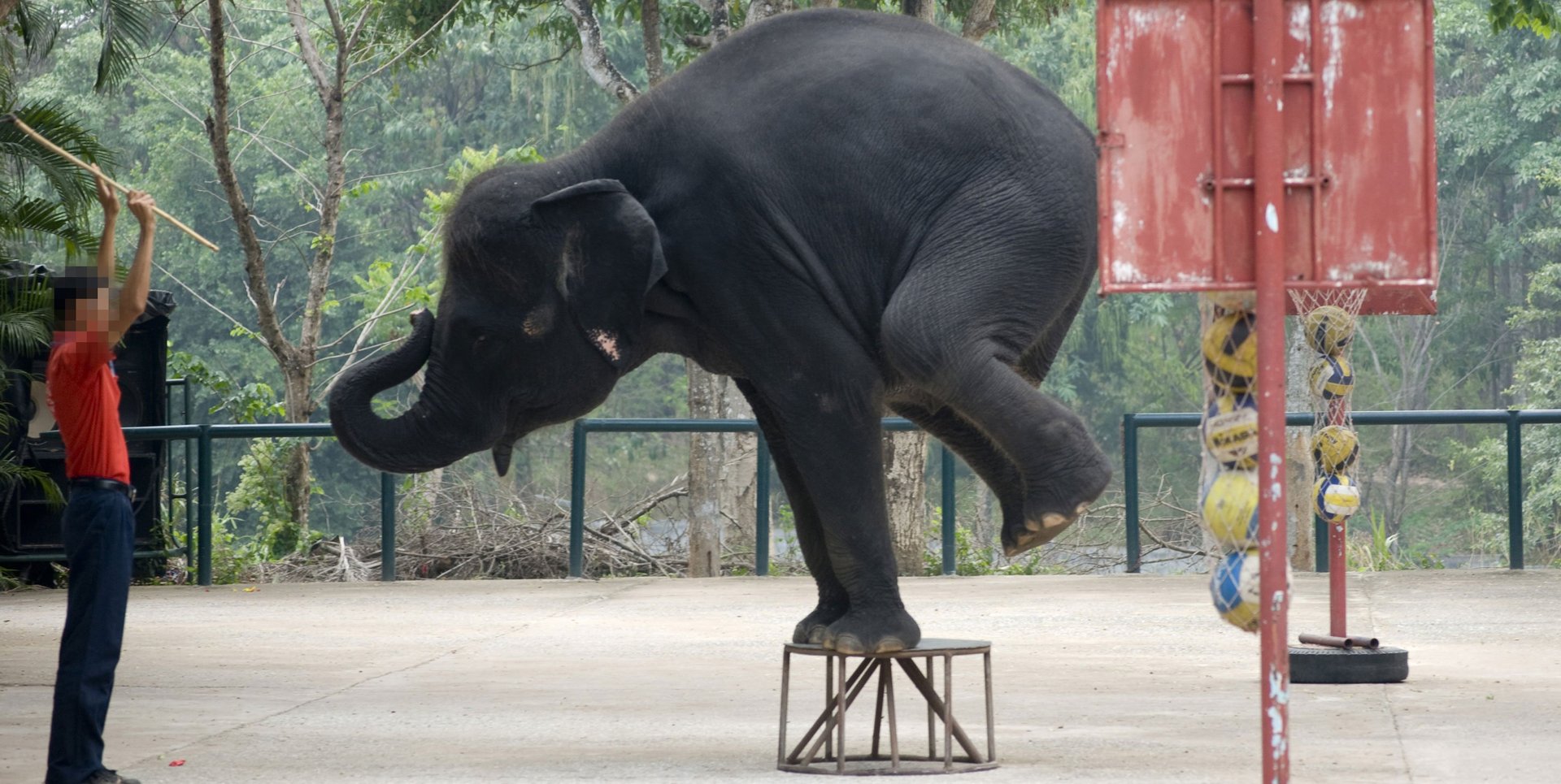 A mahout steers an elephant in a show at a zoo in Thailand