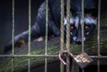 A civet in a cage