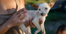 Dog in the Philippines - Animals in disasters - World Animal Protection