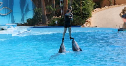Dolphin shows