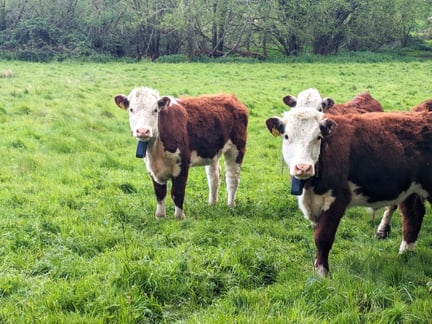 A herd of cows in a field on Romshed Farm in Kent