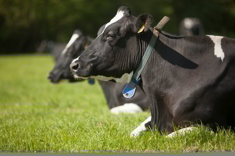 Cows lying in a field
