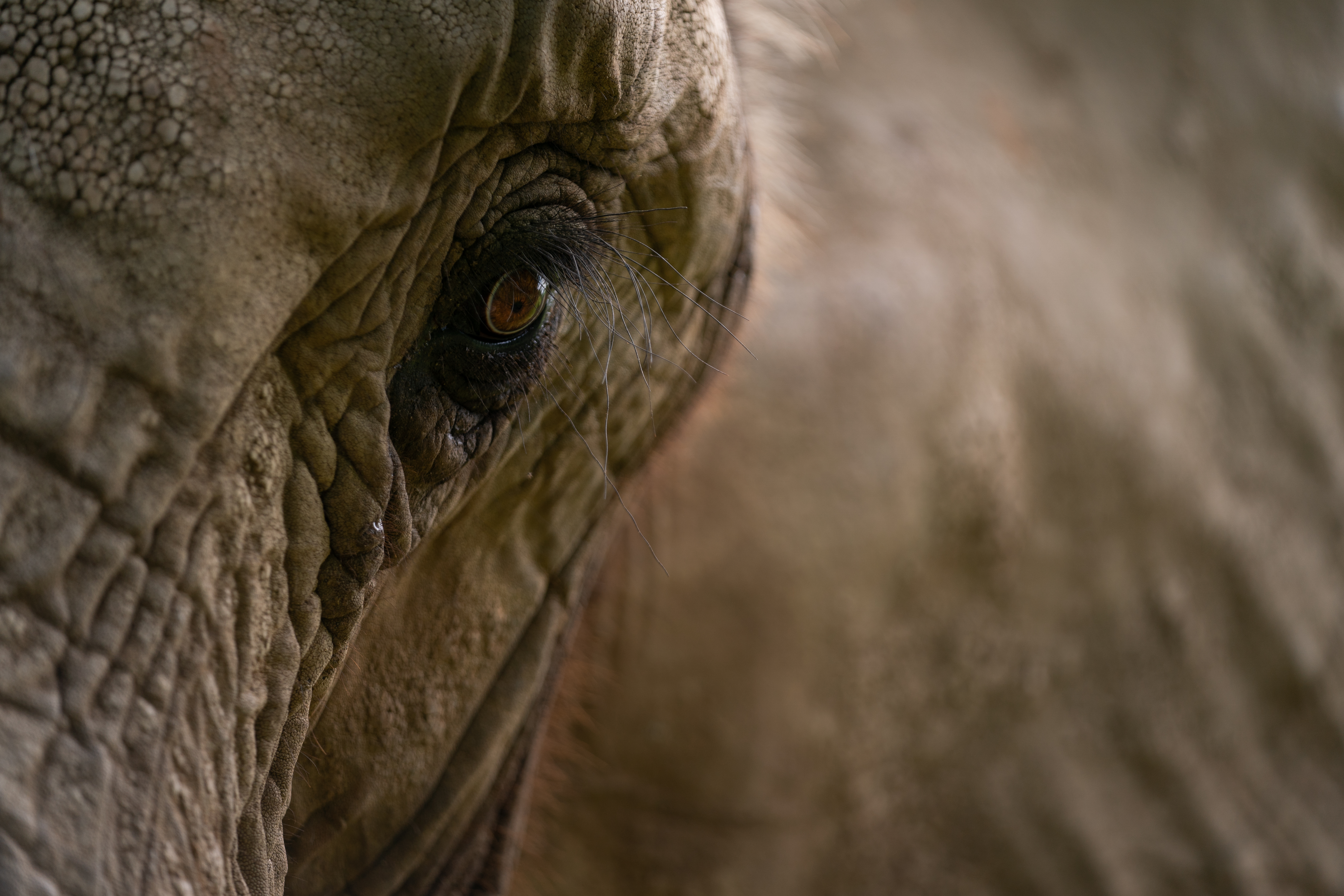 An elephant photographed close-up. The animal's face and left eye can be seen in great detail.