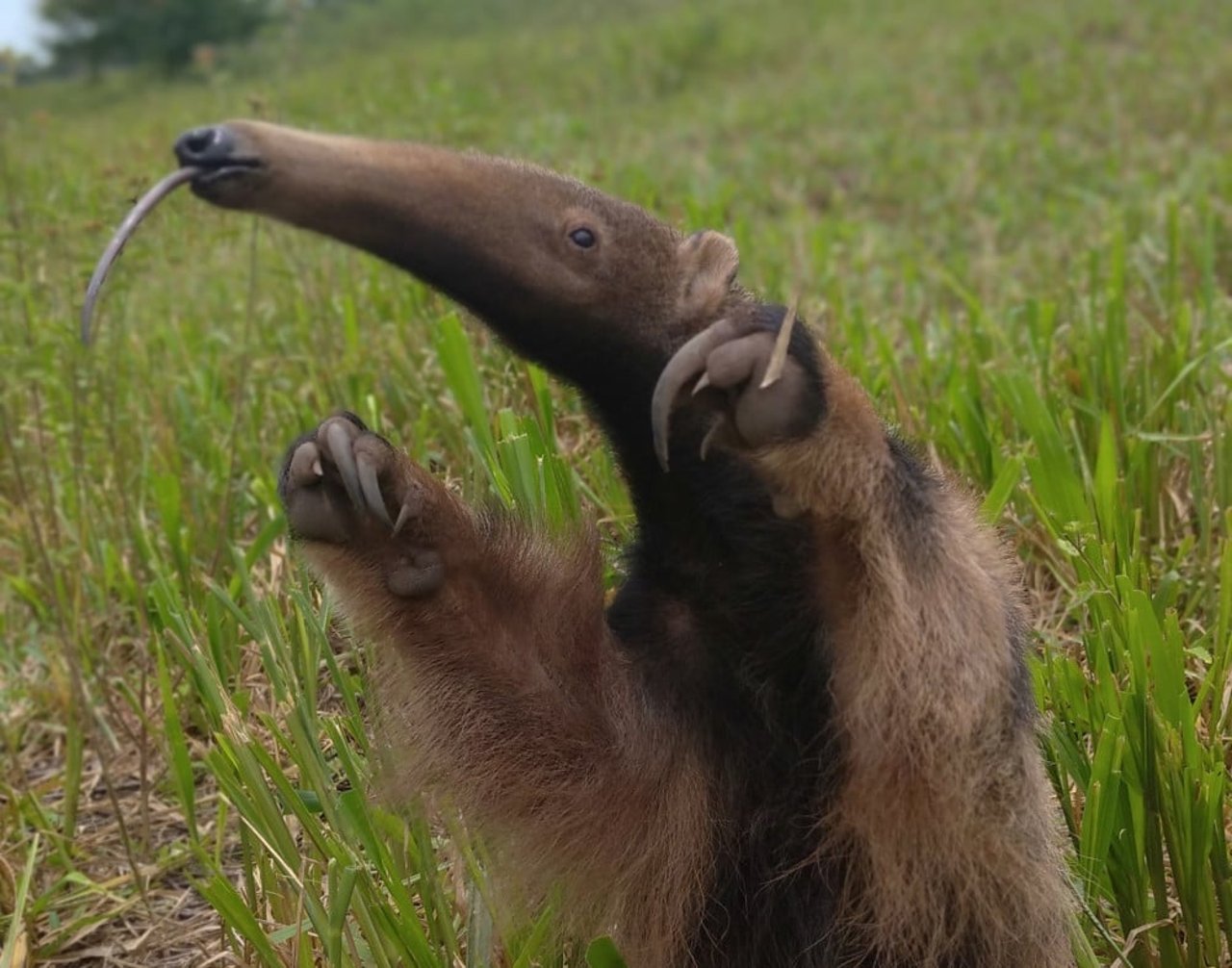 Trovão baby giant anteater