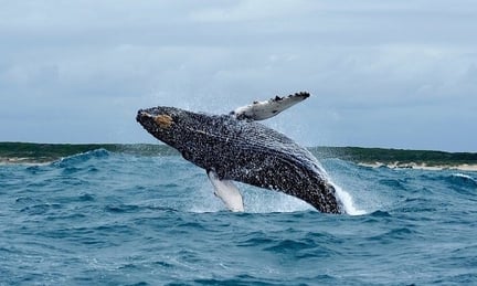 Wild whale at Algoa Bay, South Africa