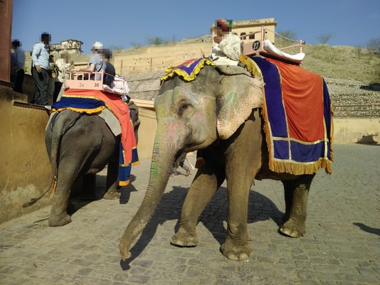 Two elephants carrying tourists on their backs