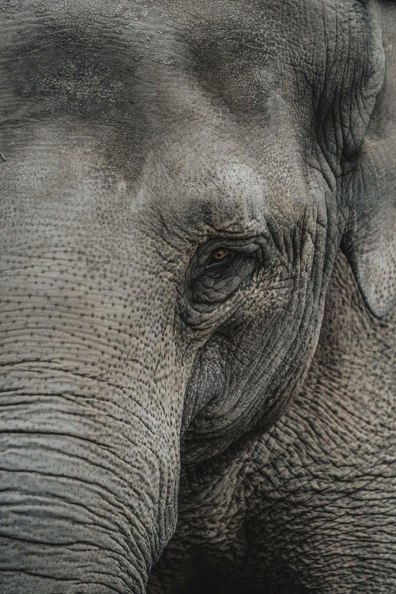 Closeup of elephant eye