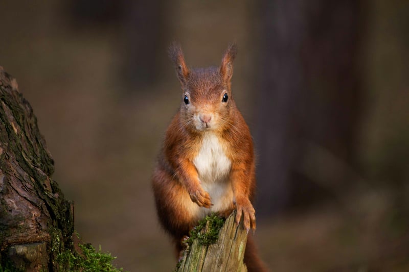 A curious red squirrel sitting on a tree stump with trees in the background