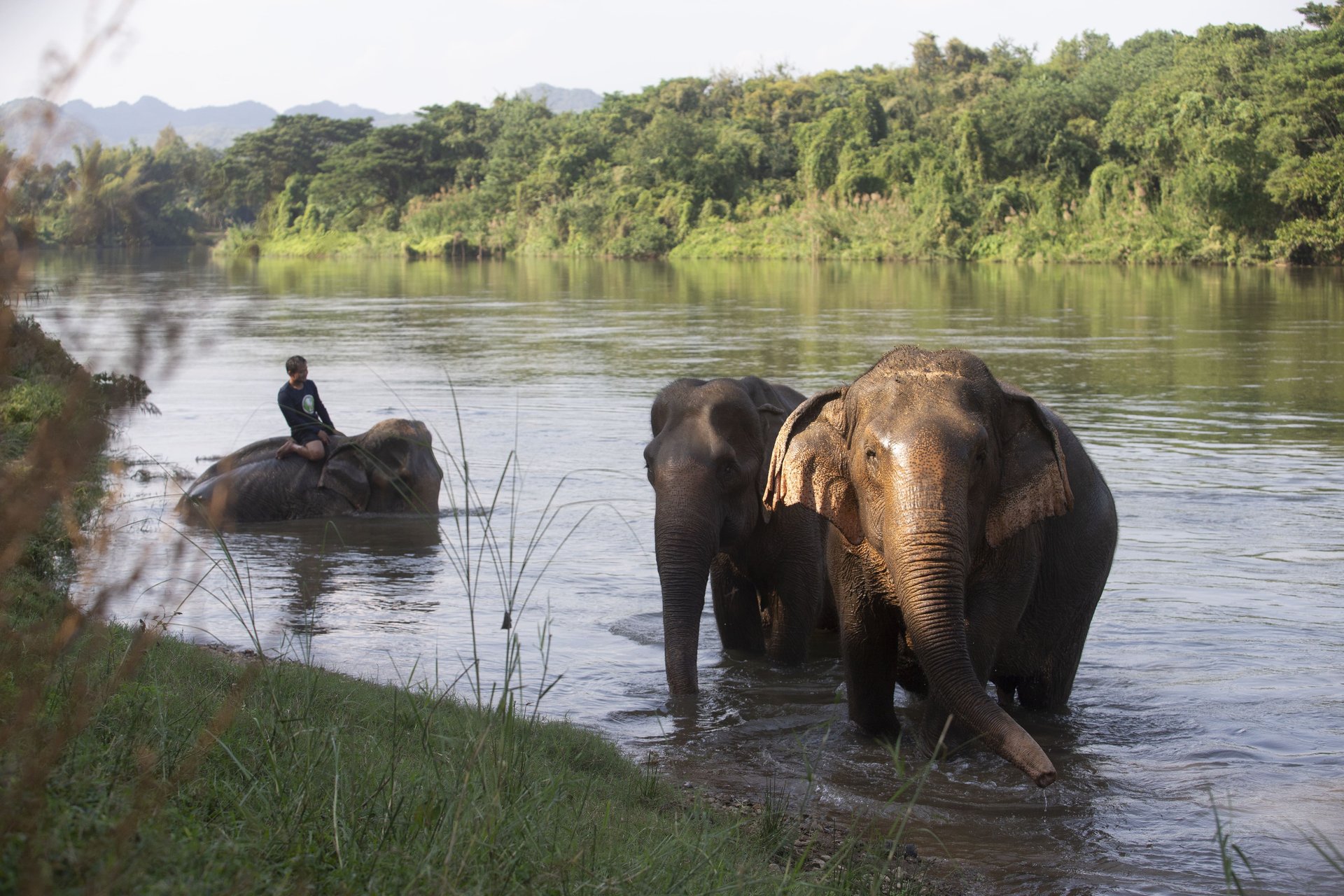 Three elephants bathing in the river. One of the elephants has a person on its back.