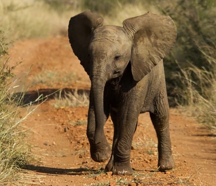 Elephant calf running in the wild
