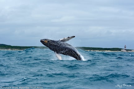 A humpback whale in Algoa Bay in South Africa, which was awarded the Whale Heritage Site accolade