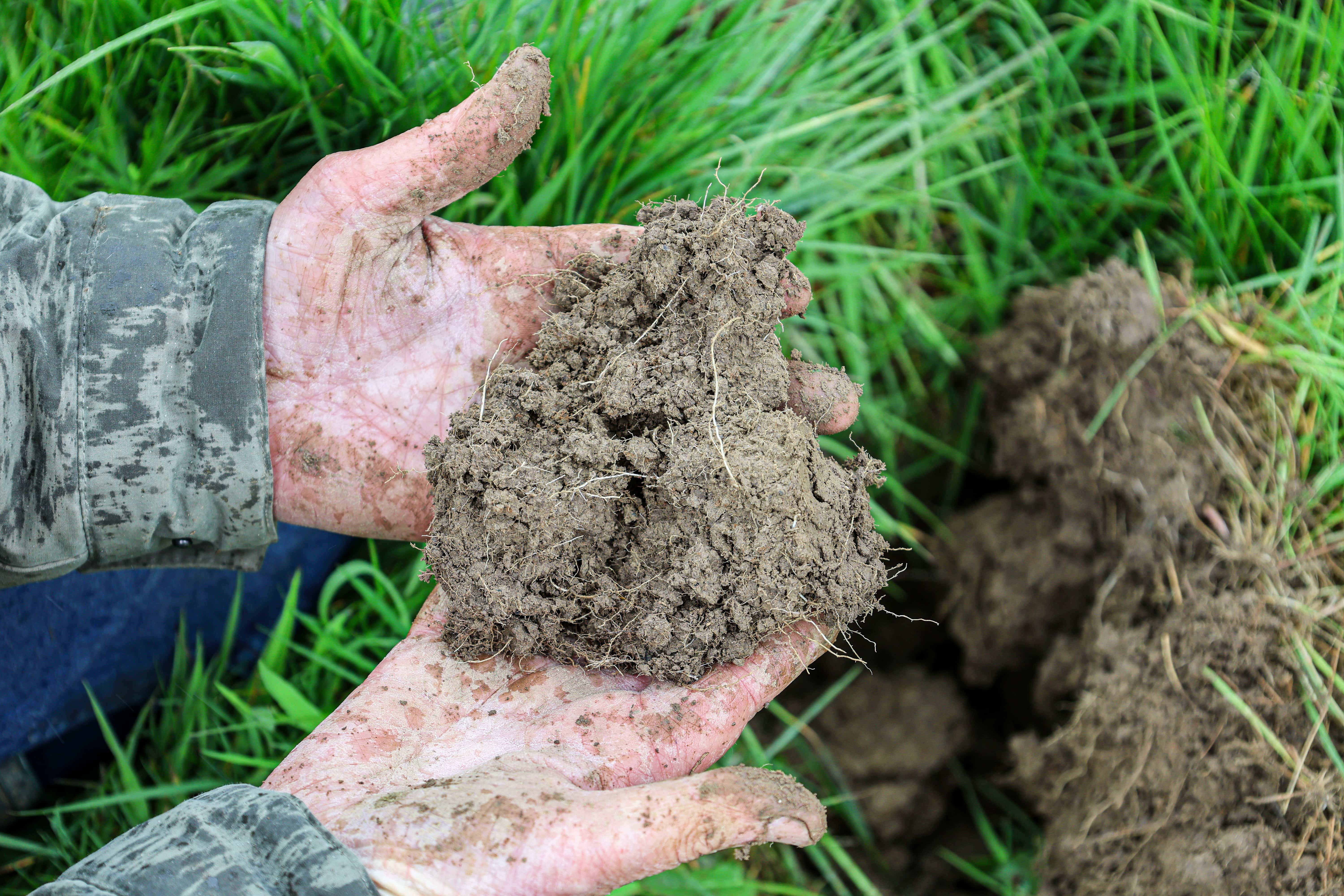 Soil being held in a pair of hands. There are roots, bits of grass and bugs