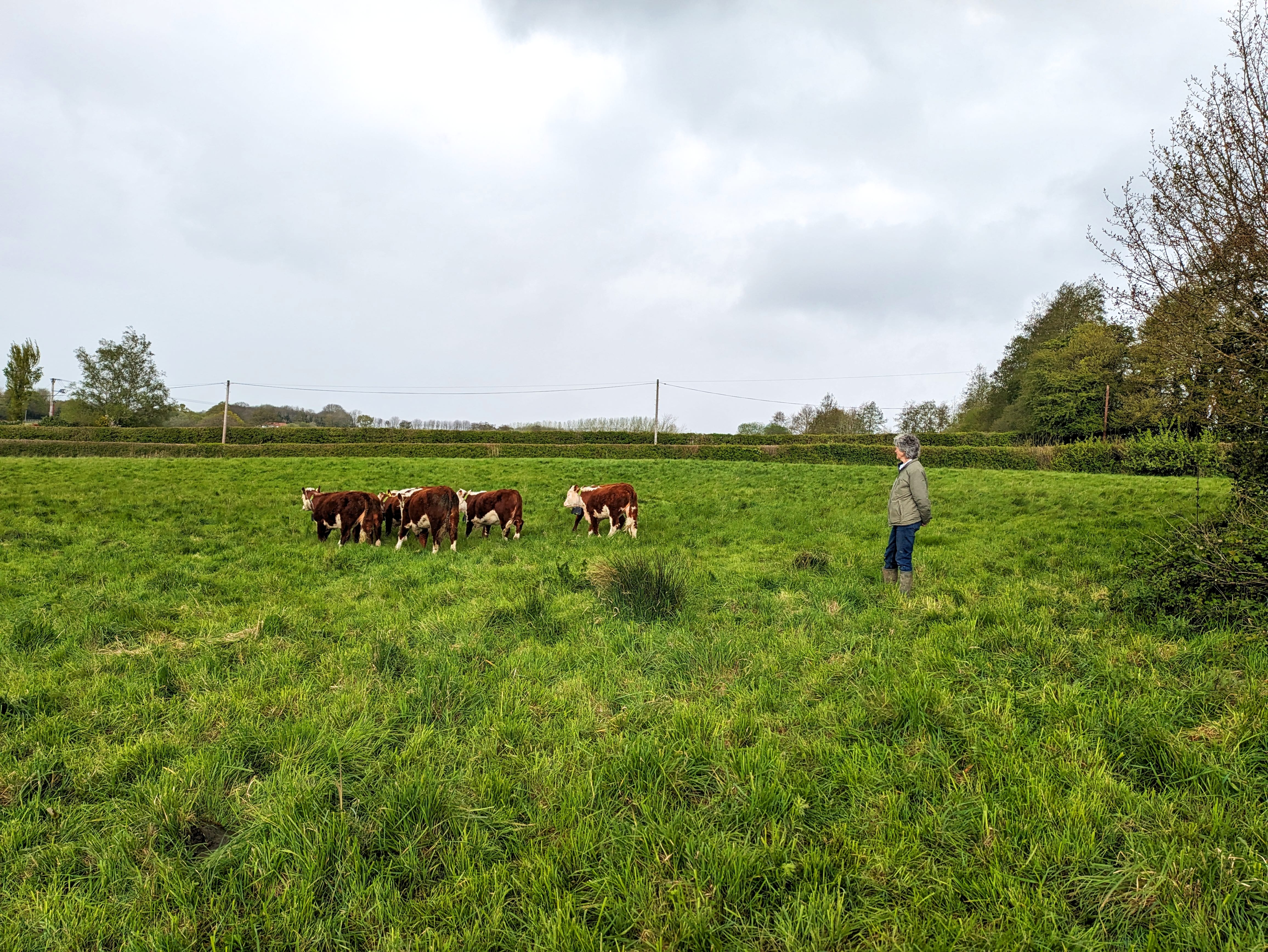 Farmer in standing in a field with a herd of cows