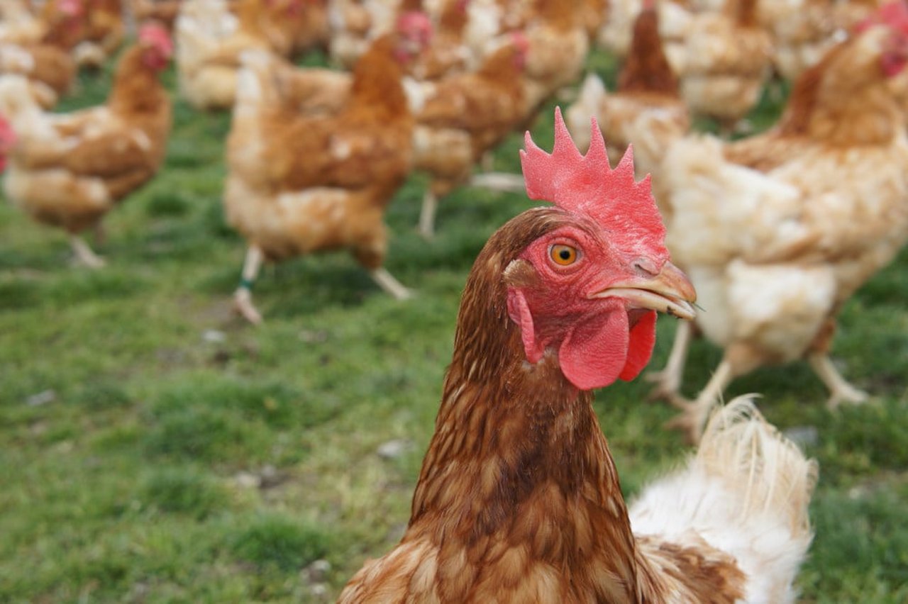 Chicken roaming outdoors