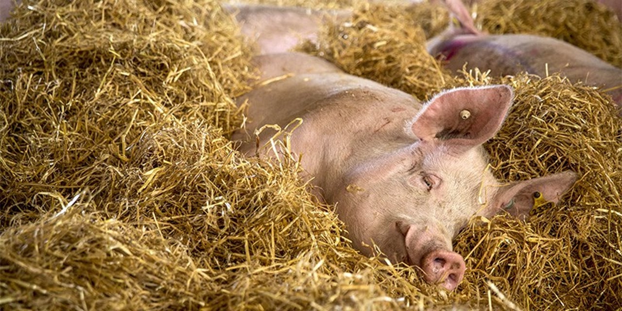 Pig sleeping in straw.