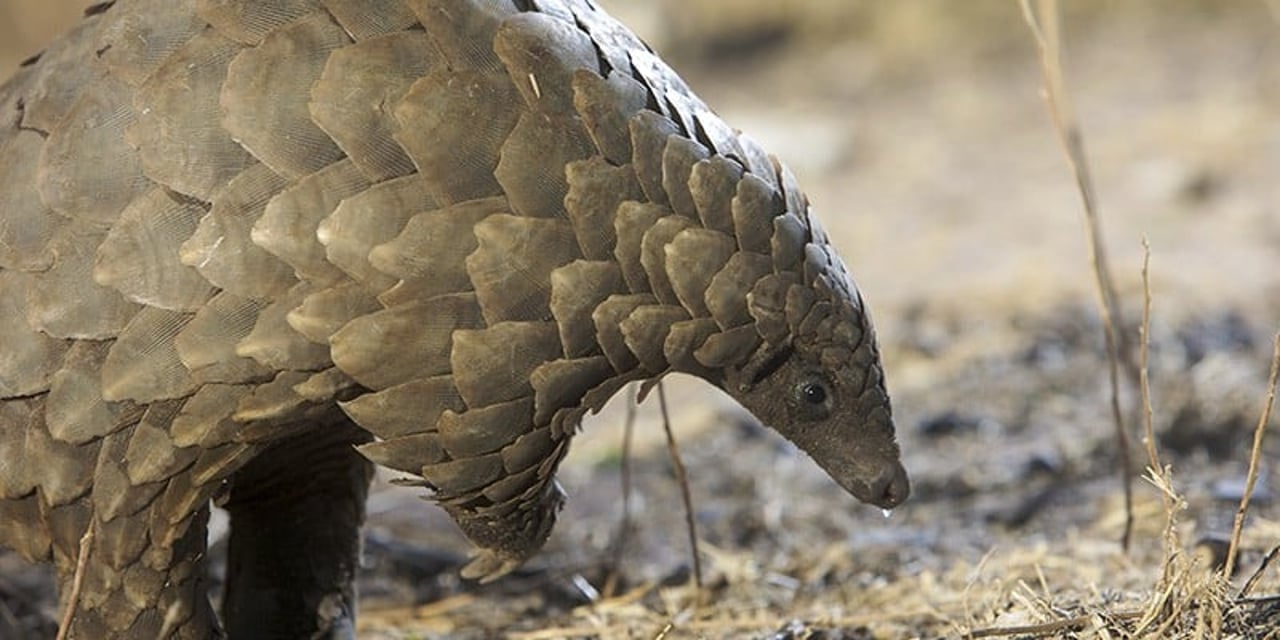 A wild pangolin