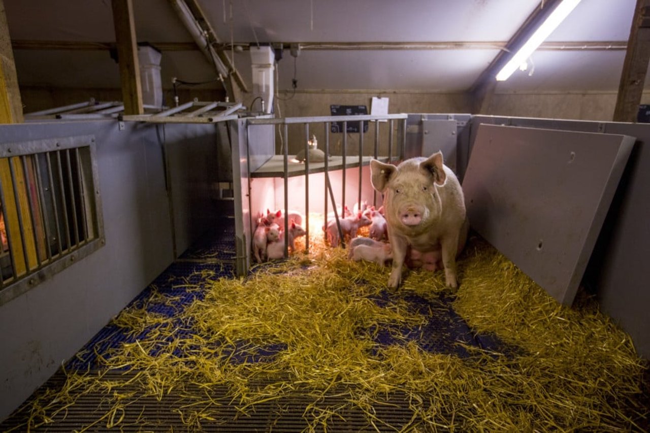 Mother pig and piglets at higher welfare indoor pig farm, UK