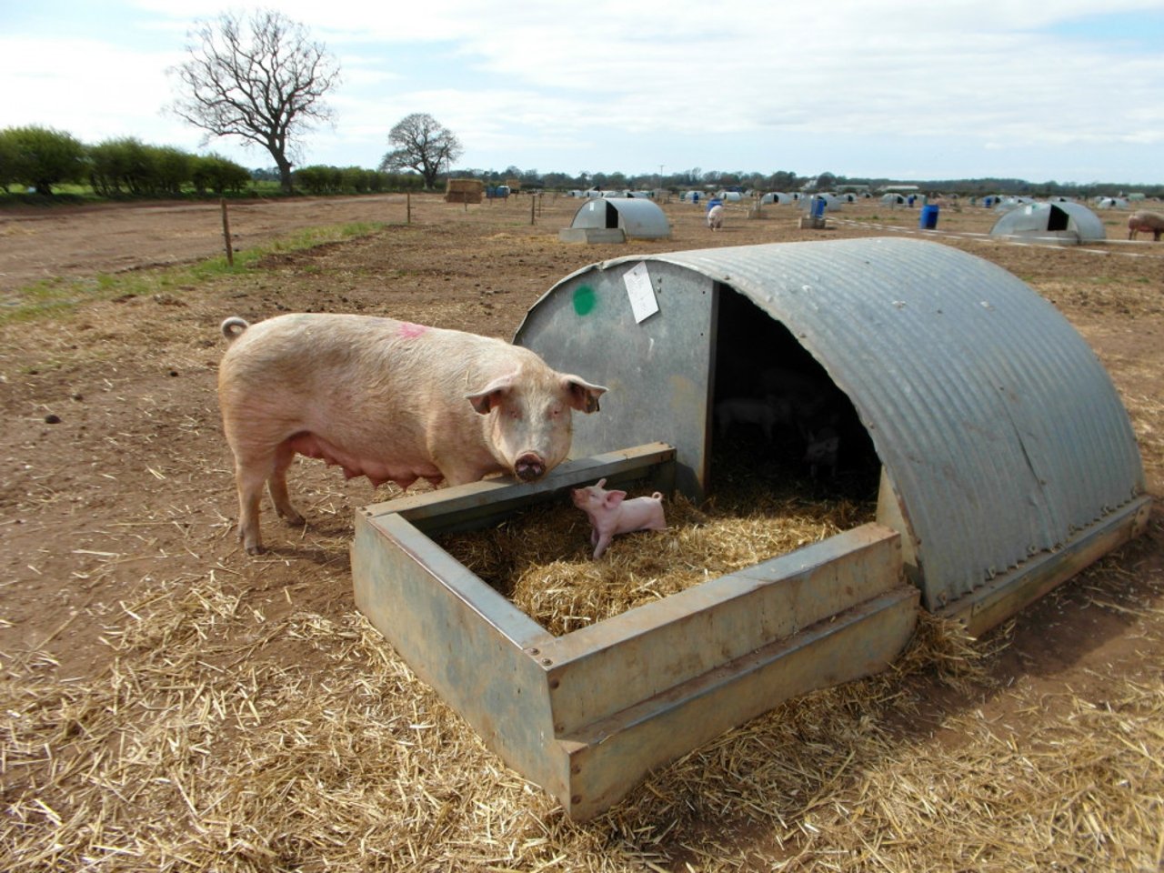 Mother pig and piglet on high welfare farm in the UK