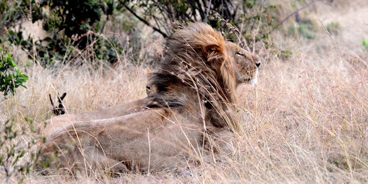 An adult male lion in the Mara Maasai national park in Kenya.