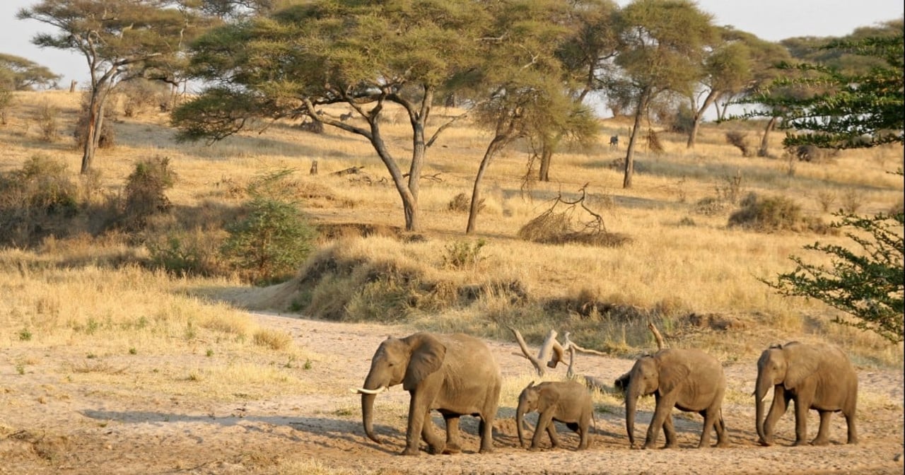 A family of elephants in Tarangire National Park, Tanzania