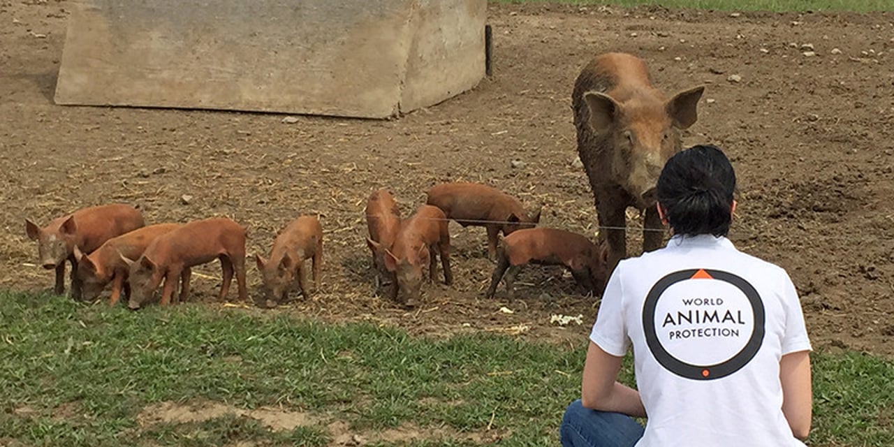 A World Animal Protection staff member crouches in front of a family of pigs at a high-welfare farm
