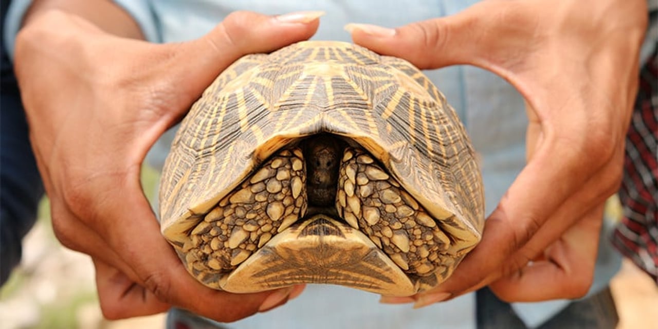 An Indian star tortoise being handled. Its head is retracted inside its shell.